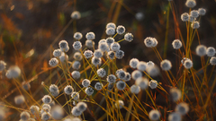 Depth of field nature