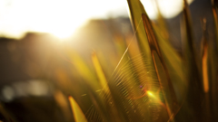 Depth of field spider