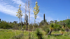 Desert botanical Garden edited