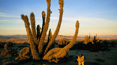 Desert fox cacti