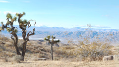 Desert joshua tree nature
