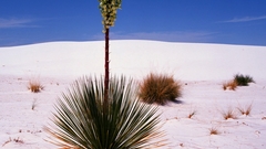 Desert Plant Kim inspiration