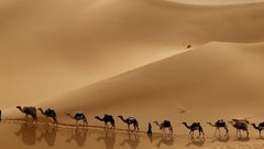 Deserts Camels