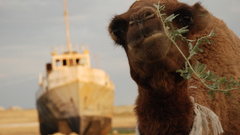 Deserts Camels shipwrecks