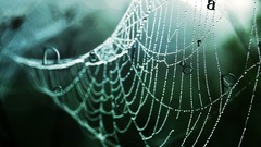 Desktopography spider webs