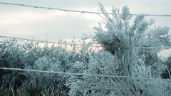 Deviantart artwork barbed wire