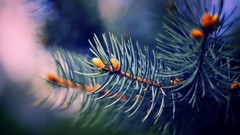 Deviantart spruce depth of
