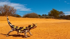 Devil lizards thorny lizard