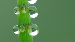 Dew equisetum fluviatile luc