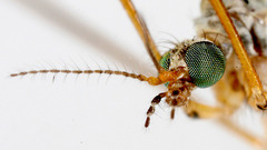 Dicranoptycha Elsa insect