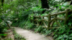 Die high say never Resolution