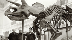 Dinosaurs grayscale skeletons Bones