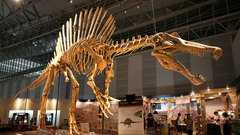 Dinosaurs skeletons fossil Spinosaurus