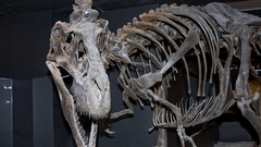 Dinosaurs skeletons Tyrannosaurus Rex