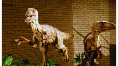 Dinosaurs Velociraptor