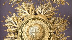 Discomedusae and that is