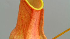 Distallatoria pink high