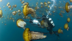 Diver jellyfish underwater