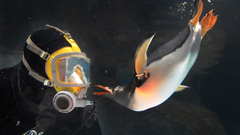Diver Penguins underwater
