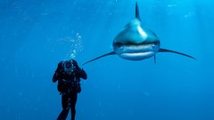 Diver Sharks Bahamas national geographic Whitetip Shark