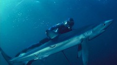 Diver Sharks underwater Sea