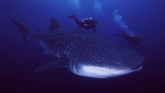 Diver whale shark