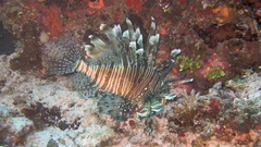 Diving lion fish high