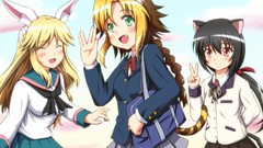 Dog days Clafoutis Jaune