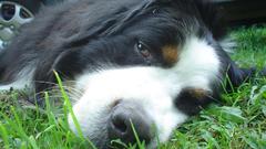 Dog high bitch around Resolution hawtest