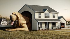 Dog house