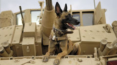 Doggie Army tank military
