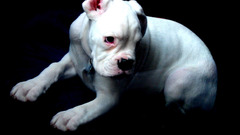 Doggy Animals animal