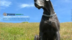 Dogs advertisement great dane
