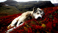 Dogs Alaska sleeping Wolves
