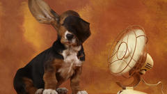 Dogs Basset Hound