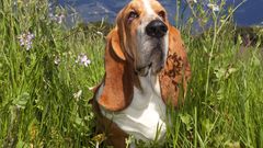 Dogs Basset Hound