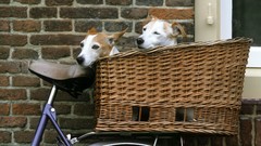 Dogs Bicycles Jack Russell Terrier