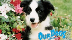 Dogs border collie pets