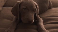 Dogs brown couch labrador retriever