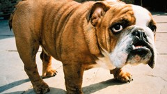 Dogs canine bulldog english