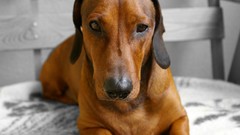 Dogs canine dachshund