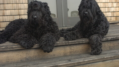 Dogs canine Russian Terrier