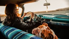 Dogs cars Chevrolette David Bouchat