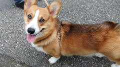 Dogs corgi