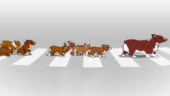 Dogs crosswalks
