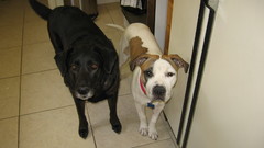 Dogs Friends chiens hunde