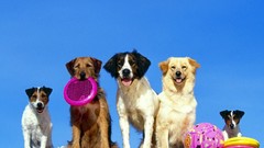 Dogs Frisbee