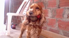 Dogs funny Funny animals