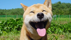 Dogs funny Puppies Shiba