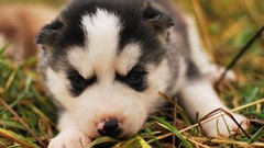 Dogs funny sweets (candies)